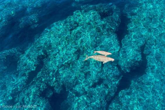 Combien reste-t-il de dugongs dans nos lagons ?