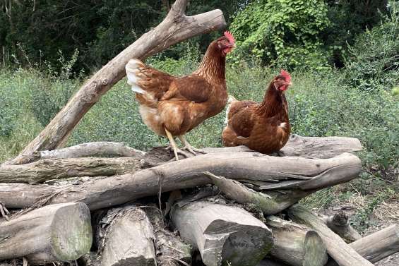 L’Australie craint une transmission locale de la grippe aviaire H5