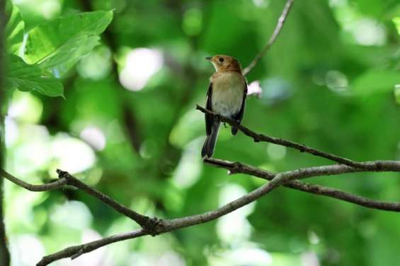 Le monarque de Tahiti en voie d’être sauvé de l’extinction