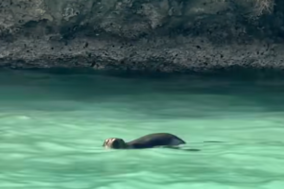 Une Otarie à fourrure a trouvé refuge en baie d’Upi, à l’Île des Pins, depuis plusieurs jours