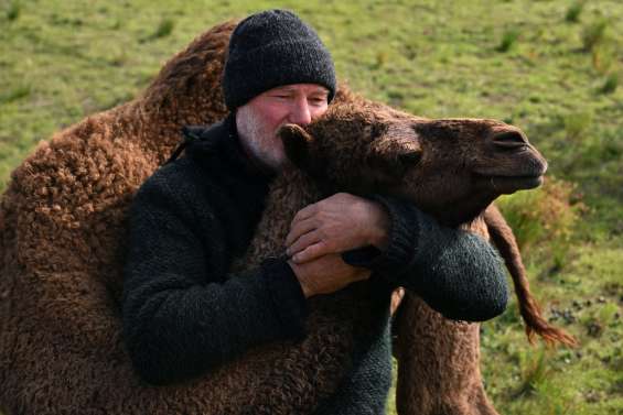 En Australie, des dromadaires vedettes dans l’Outback