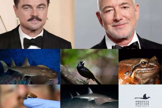 Jeff Bezos et Leonardo DiCaprio : 20 milliards de francs pour 100 espèces menacées, dont certaines en Outre-mer