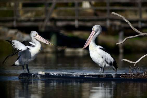 L’Australie va vacciner les oiseaux contre la souche H5 de la grippe aviaire