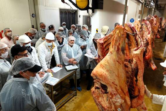 Les carcasses primées s’arrachent aux enchères de l’Ocef