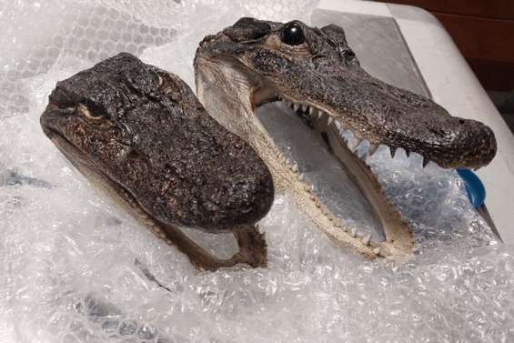 Deux têtes d’alligators protégés découvertes dans un bagage à l’aéroport de Tahiti-Faa’a, en Polynésie