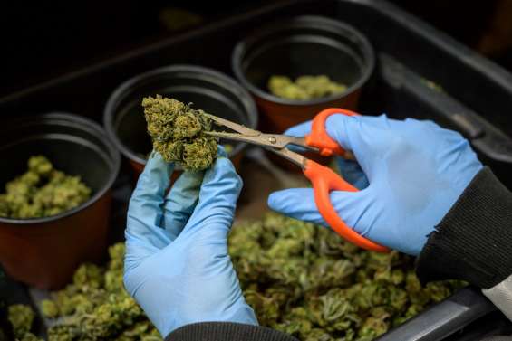 CBD thérapeutique : la phase pilote démarre en Polynésie, mais les doutes persistent