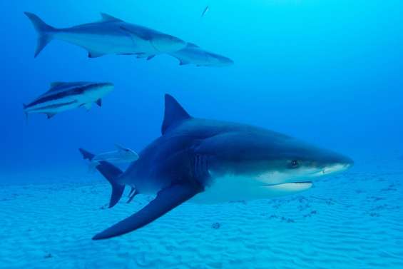 L’IRD autorisé à capturer soixante requins dans le Grand Lagon Sud