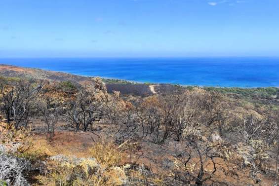 Feu à Bélep : l’avancée des flammes stoppée, 250 hectares détruits