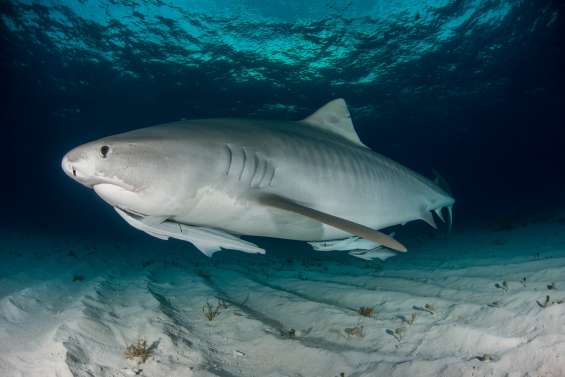 La Foa : baignade interdite à Ouano et Lebris pour cause de requins-tigres