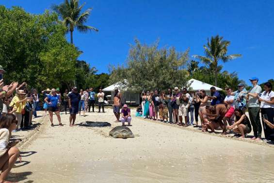 Après plus de trois mois de soins à l’Aquarium, la tortue verte Georges retrouve le lagon à l’îlot Maître