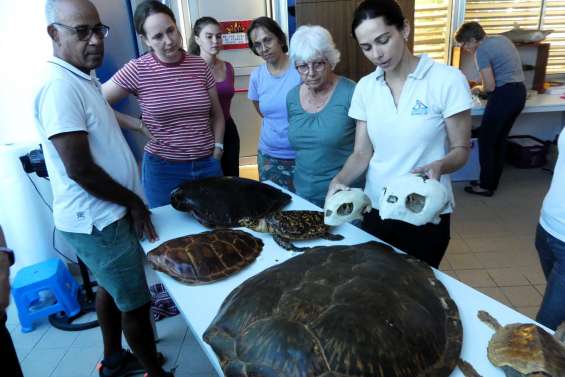 Des bénévoles formés pour porter secours aux animaux échoués