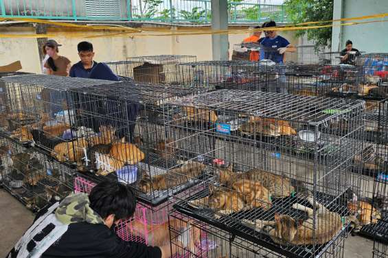 Vietnam : douze hommes accusés du vol de 2 700 chats pour leur viande