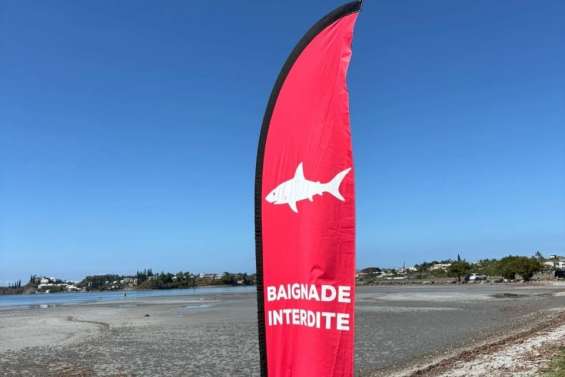 La baignade et les activités nautiques interdites à Magenta après le repérage d’un requin nourrice