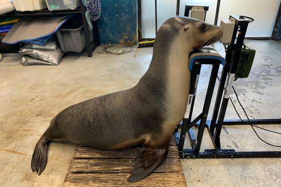 En Australie, des tests d’audition pour phoques et otaries afin d’étudier l’impact de la pollution sonore sur ces animaux