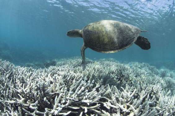 Changement climatique : 96 % des récifs coralliens menacés d’extinction d’ici 50 ans