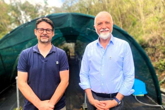 WWF en Nouvelle-Calédonie : de la forêt sèche au lagon, vingt-cinq ans d’action