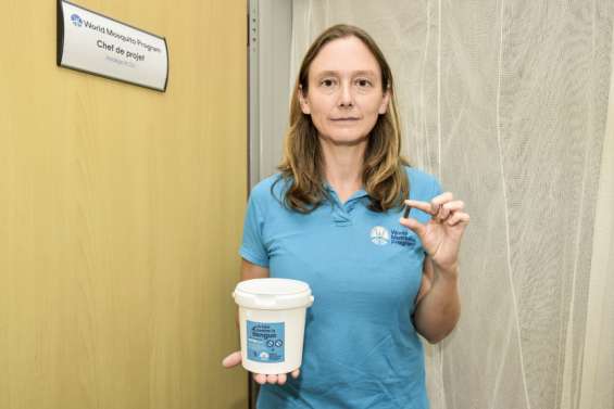 World Mosquito Program en Calédonie : « malgré le retard, les résultats sont là »