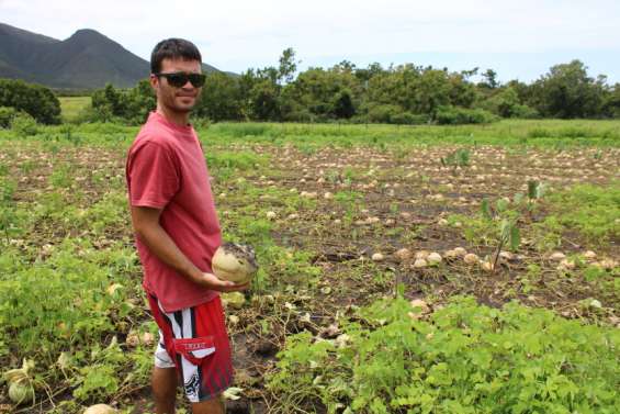 Cinq tonnes de melons perdues à cause des pluies