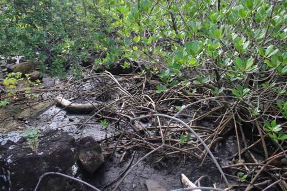 Découverte botanique de la mangrove à l'office de tourisme