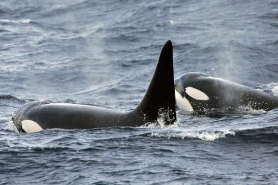 Des orques aux îles Sous-le-vent