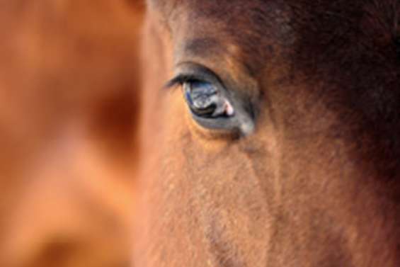 Le cheval à la Villa-Musée