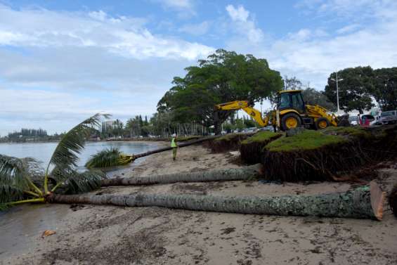 26 cocotiers condamnés par Lucas sur la plage de l'Anse-Vata