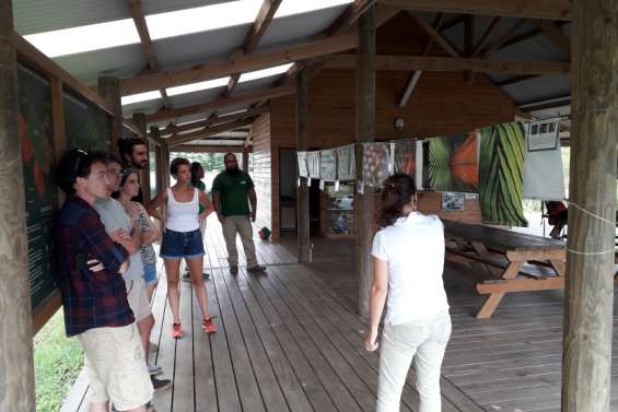 Les palmiers et les conifères à l'honneur