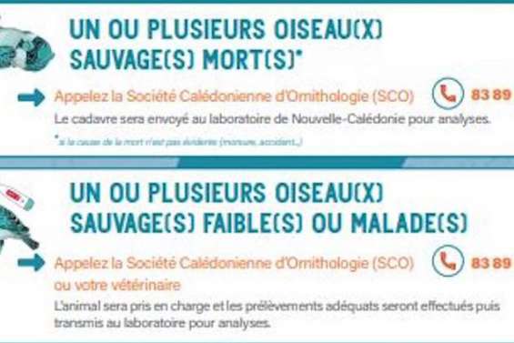 Grippe aviaire en Australie et vigilance sur le Caillou