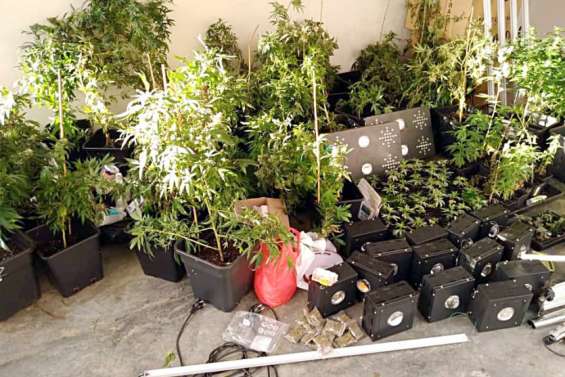 Une centaine de pieds de cannabis saisis par les gendarmes