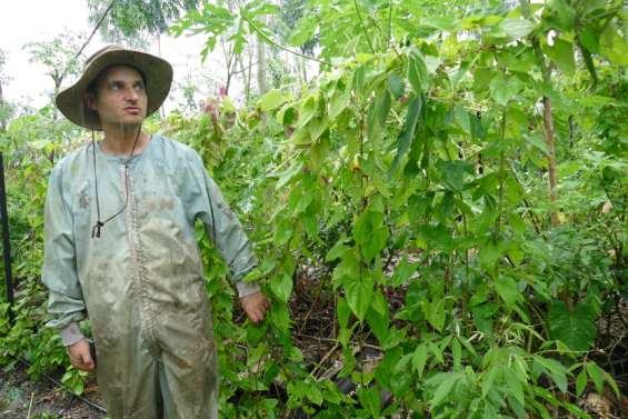 L'igname réclame du soleil après les pluies diluviennes
