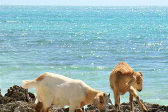 Huit réunions pour discuter de la régulation des ongulés à Drehu