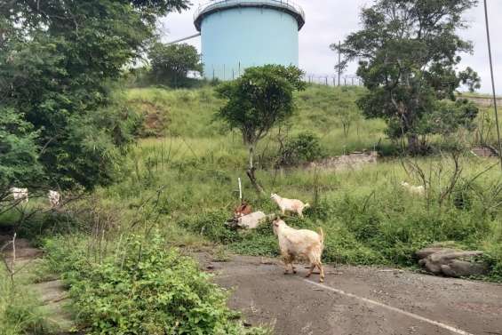 Des chèvres et des boucs folâtrent sur la colline de la SLN, à Doniambo
