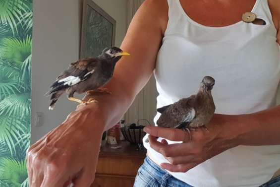 Les oiseaux rescapés de Lucas entre de bonnes mains