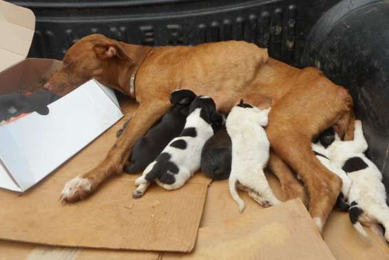 Une campagne de stérilisation des animaux lancée dans l'Est du pays