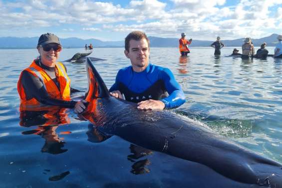 Mission sauvetage dans l'île du Sud