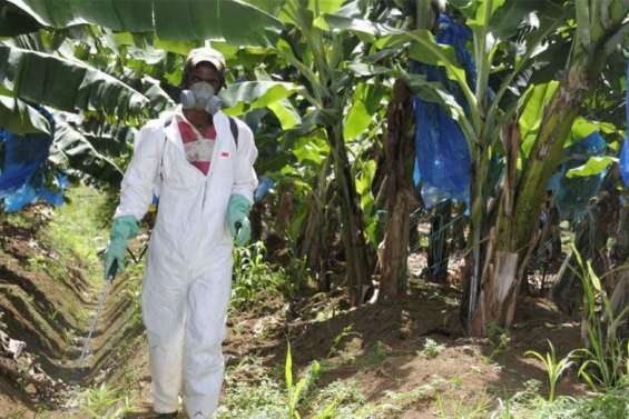 Pollution aux Antilles :  un 4e plan chlordécone