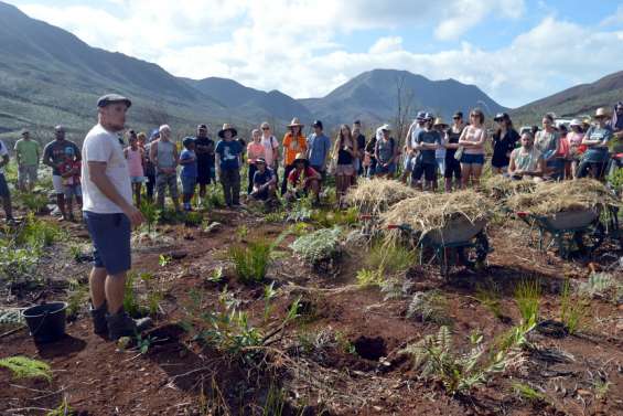 Mont-Dore : 2 000 arbres plantés ce samedi à La Coulée