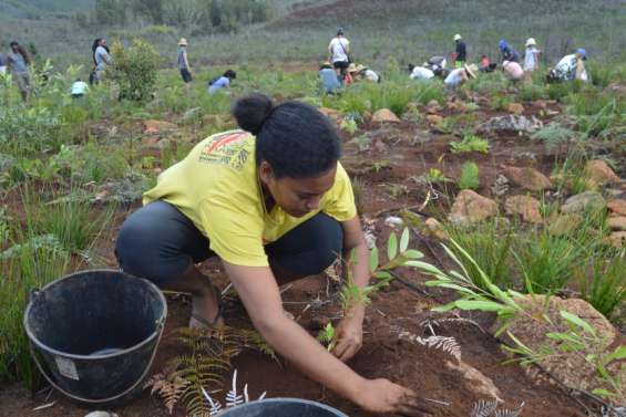 Une nouvelle saison de reboisement s'ouvre à La Coulée