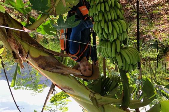 Food Forest Connexion : l'agriculture de la vie