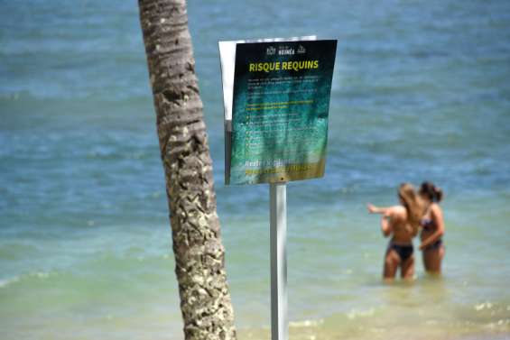 Huit requins-tigres tués autour de l'îlot Maître