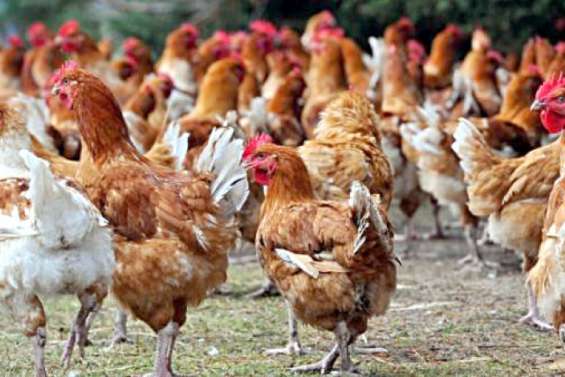 La suspicion de grippe aviaire levée à Païta