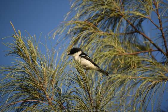 Une grande bouffée d'oxygène pour la biodiversité