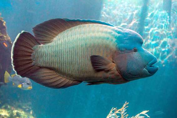 Aquarium des lagons : Léon II n’est plus