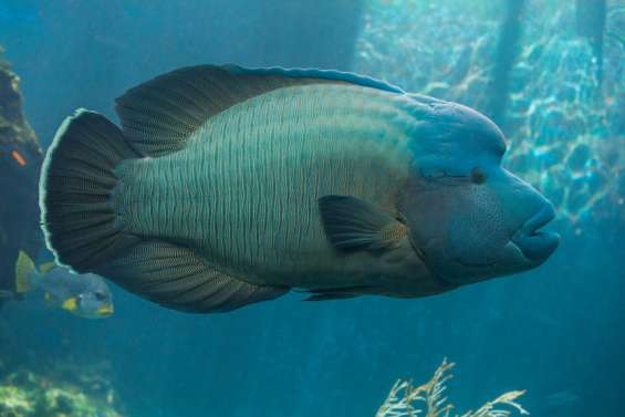 Aquarium des lagons : Léon II n'est plus