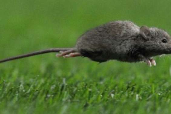 L'est de l'île-continent envahi par des souris ravageuses