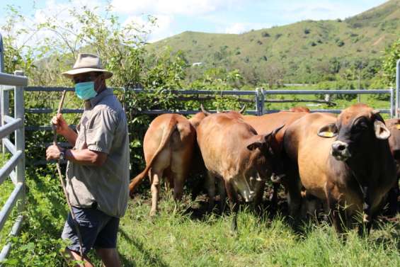 Sur les exploitations agricoles, le bon sens broussard à l'épreuve de la Covid