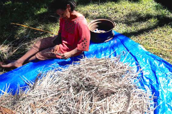 Emma Boéhé, isolée, poursuit sa cueillette