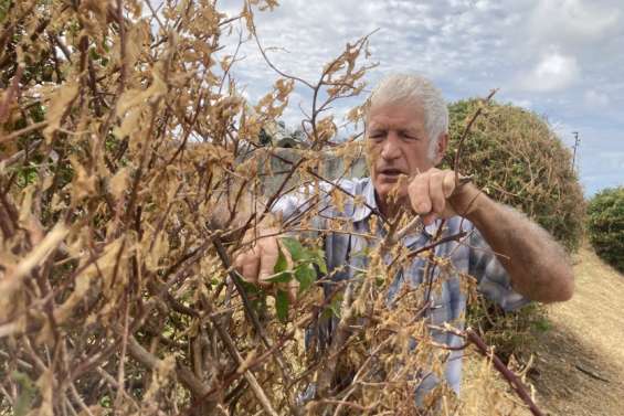 Pourquoi la végétation semble-t-elle en train de mourir ? 