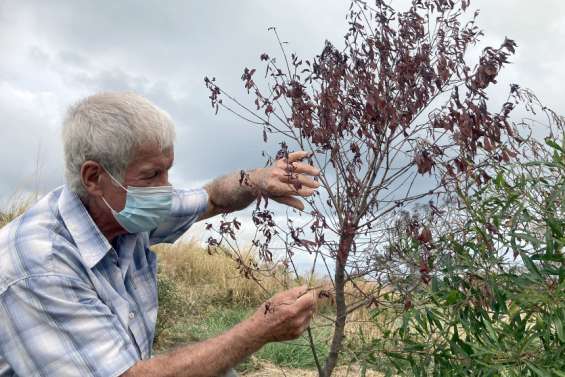 (VIDEO) Pourquoi les arbres semblent-ils mourir ?  