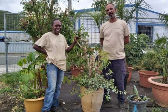 Ils sauvent les plantes de la poubelle et leur offrent une seconde vie